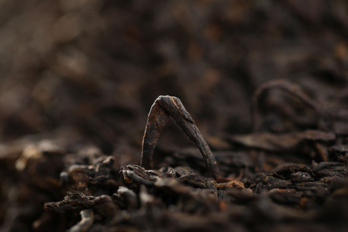 2016 Cang Mountain "7105 Golden Flowers" Liu Bao Tea | Yunnan Sourcing Tea Shop