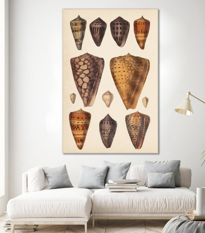 Antique Cone Shells I by Unknown on GIANT ART - orange beach
