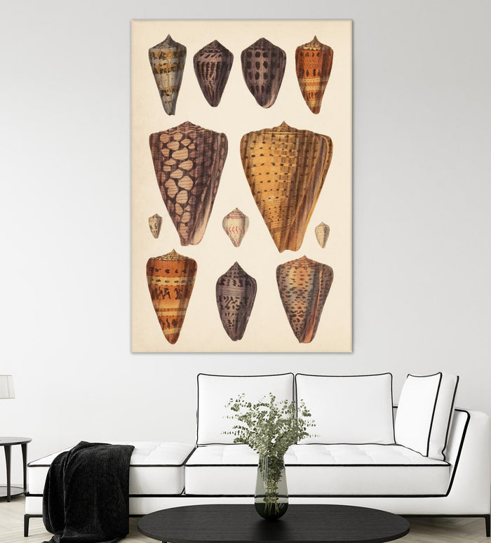 Antique Cone Shells I by Unknown on GIANT ART - orange beach