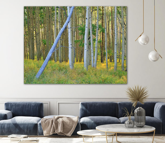 Aspen 2 by Robert Hansen on GIANT ART - white landscape