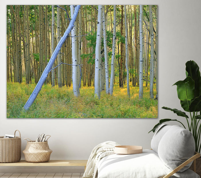 Aspen 2 by Robert Hansen on GIANT ART - white landscape